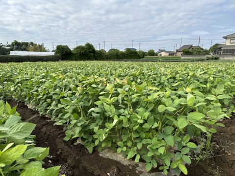 ⚠️今季ラスト⚠️🎵やめられない、止まらない、枝豆🫛🎵
【不揃い品】大人のおつまみに‼️お子様のおやつに‼️
良質なタンパク質や、鉄分が豊富なため夏バテ対策にもおすすめ🌟