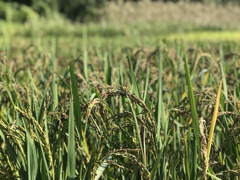 〈メール便〉生命力溢れる 三種の古代米【無肥料・栽培期間中農薬不使用 自然栽培 天日干し】