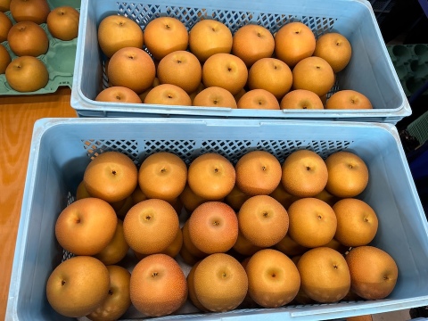 幸水の甘さ×豊水の大玉】いいとこ取り！富山県産呉羽梨 あきづき -5kg