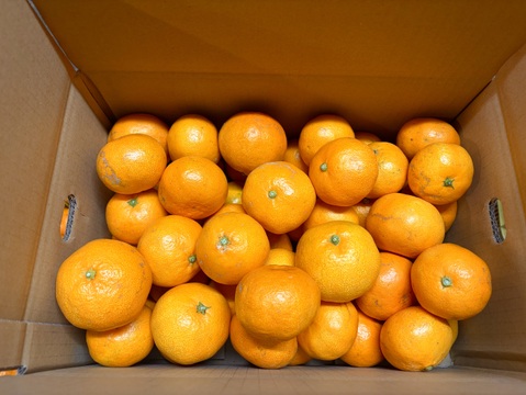 [発送開始！愛媛県産]みかん　家庭用 5kg