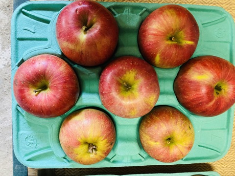 【数量限定】今年も出します！採りたての長野県人気ブランド「完熟シナノスイート」（約5㎏：12~25個入り）