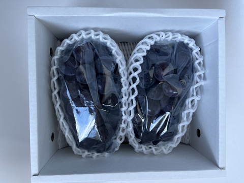 【敬老の日ギフト】ピオーネ 2房　(1房 600g以上)