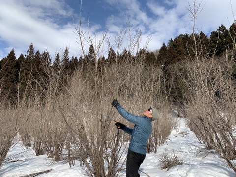 【桜の花束】あと少し！ボリュームたっぷりな桜をご自宅に飾ってみませんか？