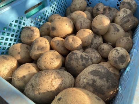 【ほくほく】熊本県産　じゃがいも（オホーツク）　２kg　特別栽培農産物