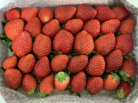トクトク🍓いちごの宝石箱
朝摘み完熟❤️酵素栽培のこだわりいちご
【いちご食べ比べ】