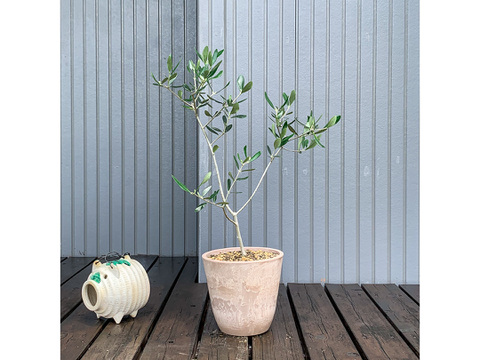 オリーブ 鉢植え アスコラーナ シンボルツリー 観葉植物 愛知県産の花 植物 食べチョク 産地直送 産直 お取り寄せ通販 農家 漁師から旬の食材を直送