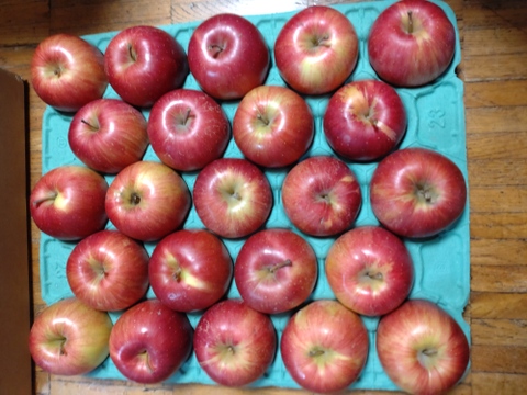 シナノスイート10キロ 　ジャム、ジュース用にはもったいない、少しの傷りんご。