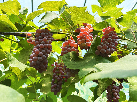 甘く種なし！岡山県産種なしデラウェア（約1.6kg、12～18房）化学肥料不使用