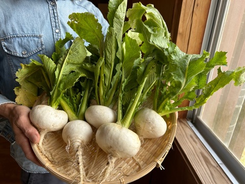 奥出雲産自然栽培天王寺かぶ(1kg)