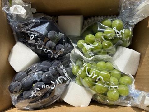 【昨年大好評農家直送山梨県産】種なし巨峰3kg贈答品質 すぐ発送！💜朝採れ山梨種無し巨峰】3キロ5～7房！一度食べ