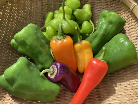 【ピーマン嫌いを克服‼】希少なカラフルピーマン・パプリカセット【1㎏】3-5種類　【1日1箱】＃栽培期間中農薬・化学肥料不使用