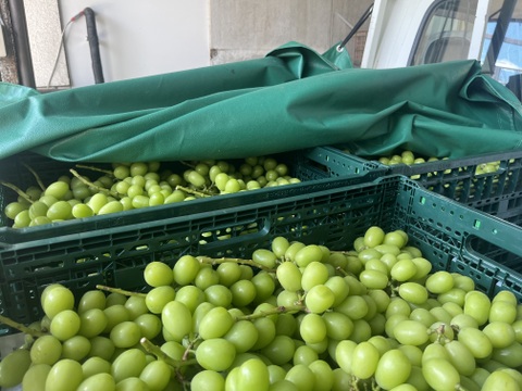 買うなら今でしょ！【ご家庭用】シャインマスカット2㎏セット