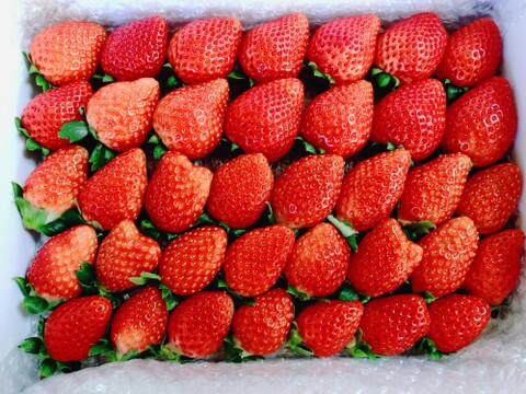 トクトク🍓いちごの宝石箱
朝摘み完熟❤️酵素栽培のこだわりいちご
【いちご食べ比べ】