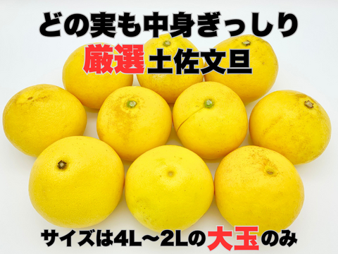 【完熟の証】低温貯蔵 土佐文旦 訳あり大玉5kg｜風味が際立つ食べ頃・日本ギフト大賞受賞・文旦発祥の地 ・高知県土佐市産 ・やの一果彩