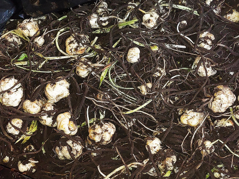 収穫後 数か月寝かせて甘みを増やしています　ほくほくしてほんのり甘～いゆり根 100g×3個（訳あり商品）鹿児島県産 化学肥料不使用・除草剤不使用　もみじファーム