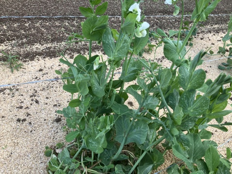 農薬化学肥料・除草剤不使用春の野菜セット　５月　レシピ付き