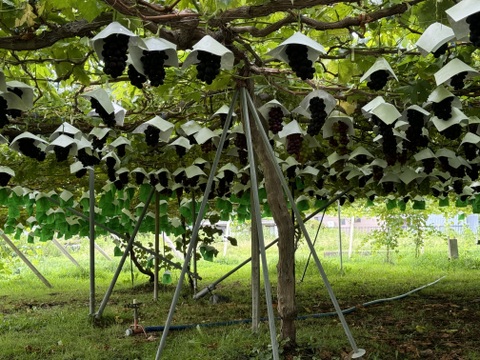 2025年【限定価格】ぶどう【ブラックビート】ご家庭用(訳あり品)粒売りパック詰め1kg 山梨県産　種なし