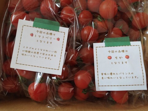 【食べ比べ 】食卓に笑顔を　ハートの様な形のトマトベリー＆ミニトマトのセット 1.5kg【千葉県旭市産】【トマト食べ比べ】