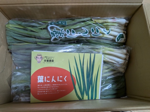 一番オススメのサイズです→ →予約増量【大好評(^^♪】グッと料理のグレードが上がる(^^ “葉ニンニク“  1000g→1050g  from 名水の里　神奈川県秦野市