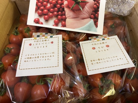 【食べ比べ 】食卓に笑顔を　ハートの様な形のトマトベリー＆ミニトマトのセット 1.5kg【千葉県旭市産】【トマト食べ比べ】