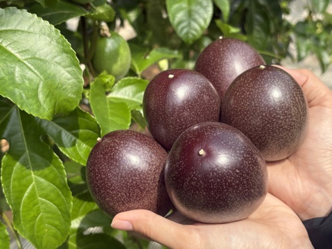 さわやかな酸味と甘味のハーモニーでトロピカル気分♪うるま市石川育ちのパッションフルーツ（贈答用・2㎏箱　満杯詰め）※重量は約2㎏となります。