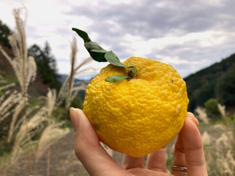 【高知県産】ゆず　1㎏　【木熟れ完熟】＃栽培期間中農薬・化学肥料不使用
