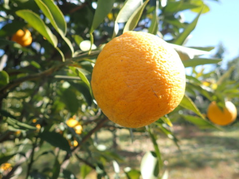 もぎたて じゃばら 約1.5㎏