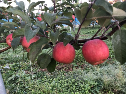 【蜜入り！】こうとく 約5kg(20～23個)