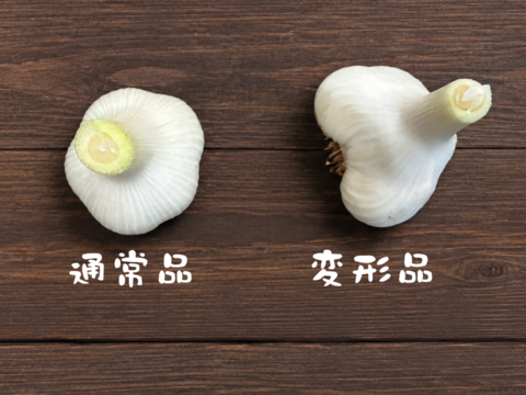 【規格外+Sサイズ】有機肥料で育てたブランド品種『福地ホワイト六片』 ニンニク (1kg)