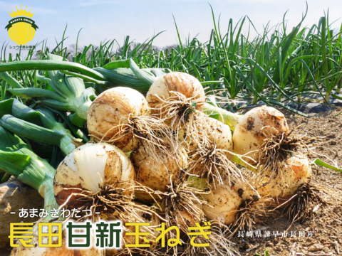 2026年度とれたて！長崎県諫早市長田産 甘新玉ねぎ
ミネラル豊富な土壌で育てた甘味際立つ新玉ねぎ
Lサイズ 5kg