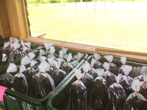 いろいろ食べられる！おまかせミックスぶどう『福島のブドウ』３kg（4〜8房）【贈答用】