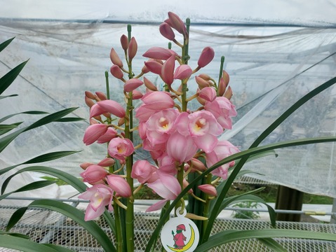 陶器鉢入シンビジウム（５本立)