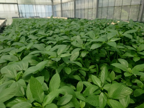 【★生で食べるサラダモロヘイヤNEO！！★】サラダモロヘイヤＮEO（60ｇ×8袋）NEOシリーズ第2弾！！【GABA含有、機能性表示食品 】期間限定（6月～10月頃）