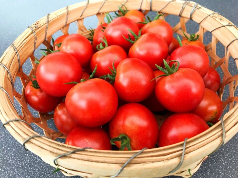 旬の夏野菜　糖度の高いフルーツトマト　フルティカ　4ｋｇ　甘いミディトマト