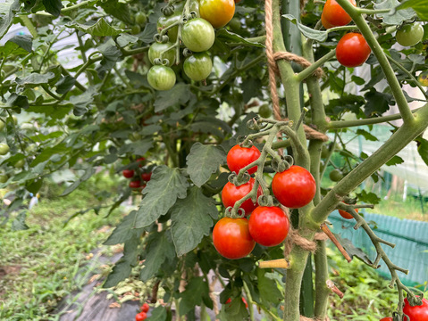 山のミネラルたっぷり野菜セットSサイズ1～2人用