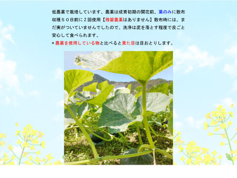 熊本県あしきた産　完熟ホクホク桃源郷カボチャ【5キロ　３～６玉入り】