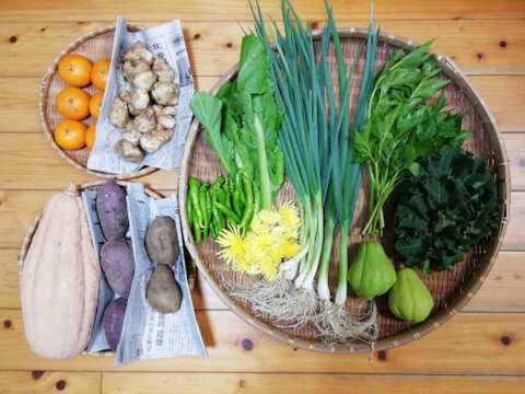 【農薬化学肥料不使用】キクイモ入り野菜セット【８種類以上の野菜】【金曜日発送】【熨斗(のし)対応可】【８０サイズ箱】