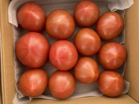 もぎたて新鮮！フレッシュトマト♪ (２kg)