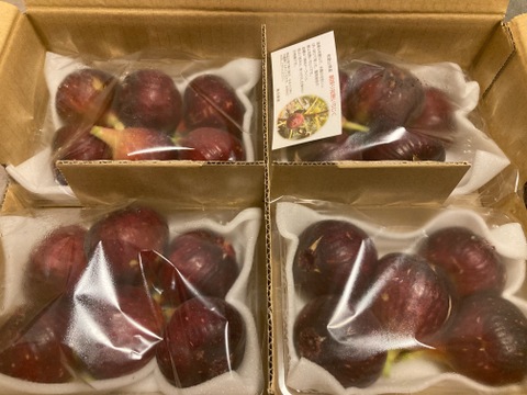 樹上完熟いちじく！朝採り！和歌山県産イチジク 1箱（500g×4P）