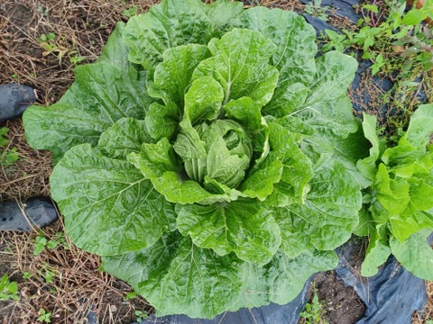 農薬不使用！白菜「きらぼし」1玉