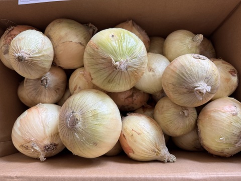 【訳あり】淡路島新玉ねぎ10kg【野菜ソムリエサミット金賞🏆】
