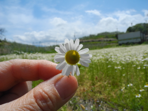 癒しのひととき　ドライカモミール５ｇ×３袋《心と体をほぐす香りのおくりもの》