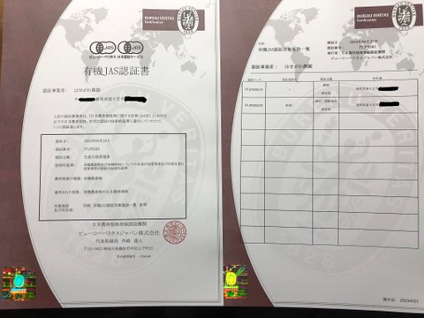 あかつき　木でしっかり完熟させた皮ごと食べれる自然栽培の桃６個（1個の重さは230gから270g）　有機JAS認証取得