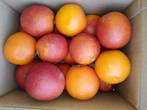 【三ヶ日産】ブラッドオレンジ   約2.5kg