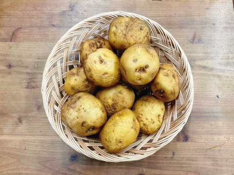 きたあかり【味が濃い！】ジャガイモ★3kg【農薬も化学肥料不使用】