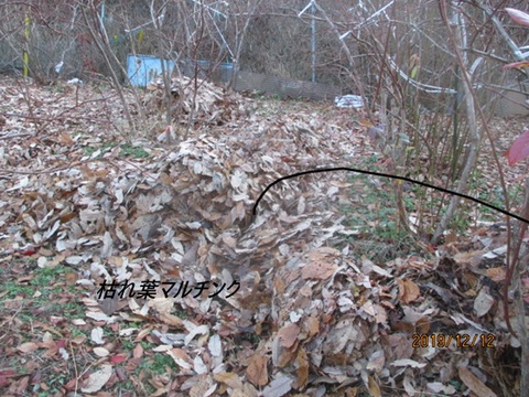 【父の日ギフト】 ブルーベリー 生果実 大粒選果  500ｇ1箱