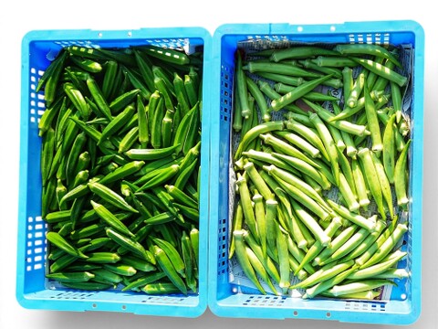【翌日着可能地域限定】白オクラと緑オクラ詰め合わせ※ネコポス発送送料一律