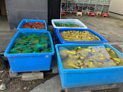 美味しい美味しいひとめぼれ！　玄米３０キロ　３袋小分け用