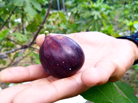 秋の希少いちじくお楽しみセット【農薬・除草剤・化学肥料不使用】和歌山県産