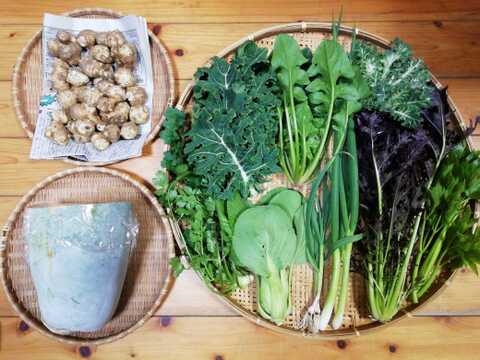 【農薬化学肥料不使用】キクイモ入り野菜セット【８種類以上の野菜】【金曜日発送】【熨斗(のし)対応可】【８０サイズ箱】